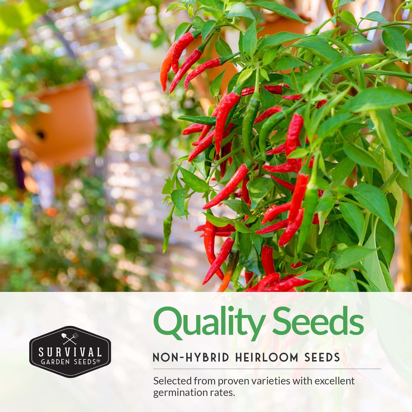 8 Peppers Seed Collection - Sweet & Hot Peppers