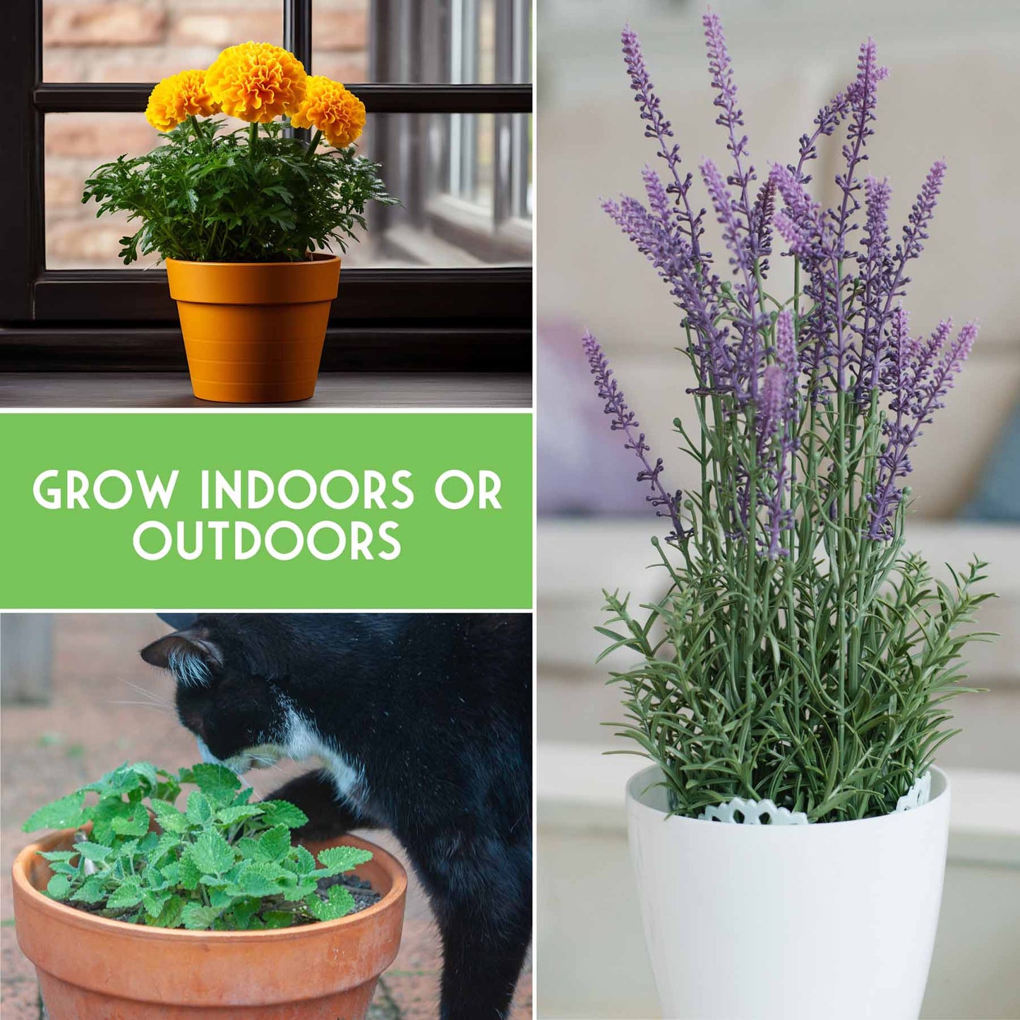 6 Pest Defense Herb & Flower Seeds - Repel Garden Pests Naturally