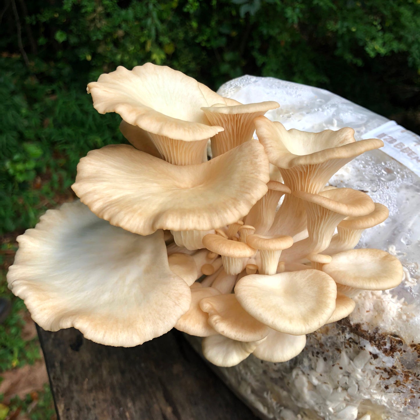Oyster Mushroom Sawdust Spawn - (Pleurotus spp.) - 5lb