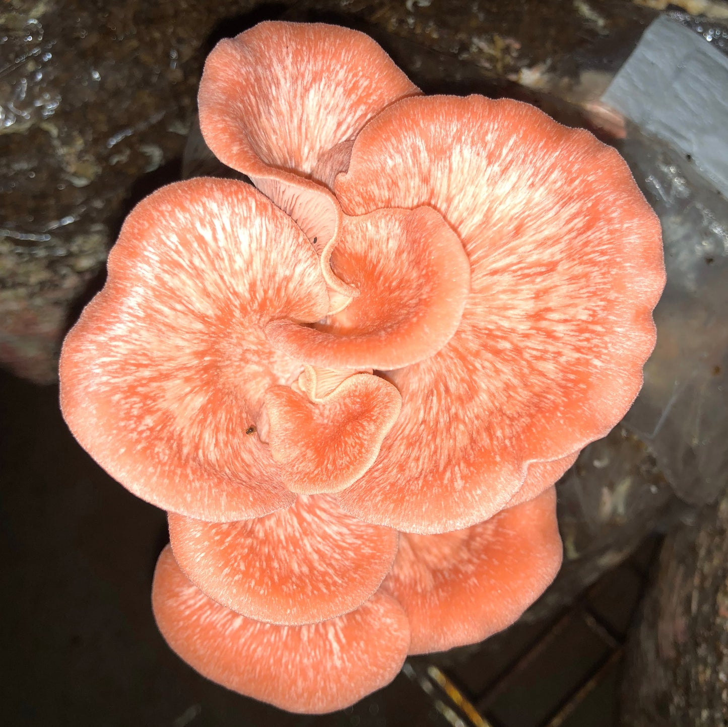 Oyster Mushroom Sawdust Spawn - (Pleurotus spp.) - 5lb