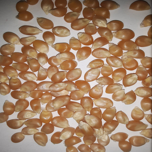 Purdue 410 Yellow Popcorn Untreated Seeds