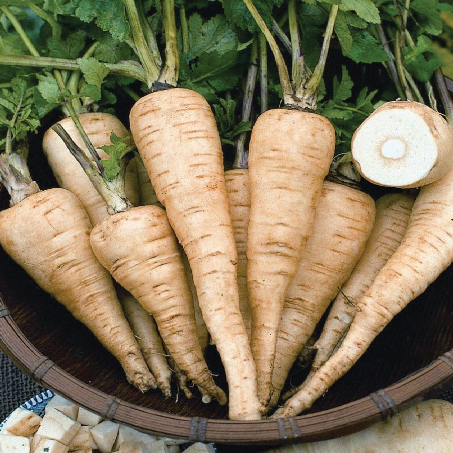 Hollow Crown Parsnip