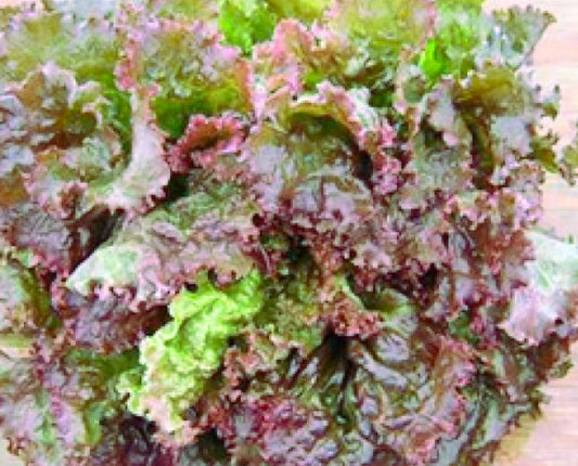 Red Sails Lettuce Seeds