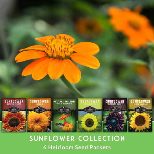 6 Sunflower Collection - A Rainbow of Colorful Sunflowers