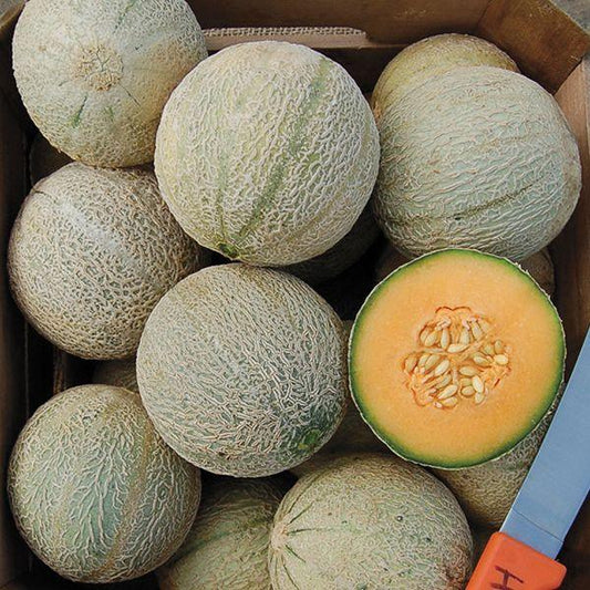Sivan Melon Seeds (Organic), image 2 of 2
