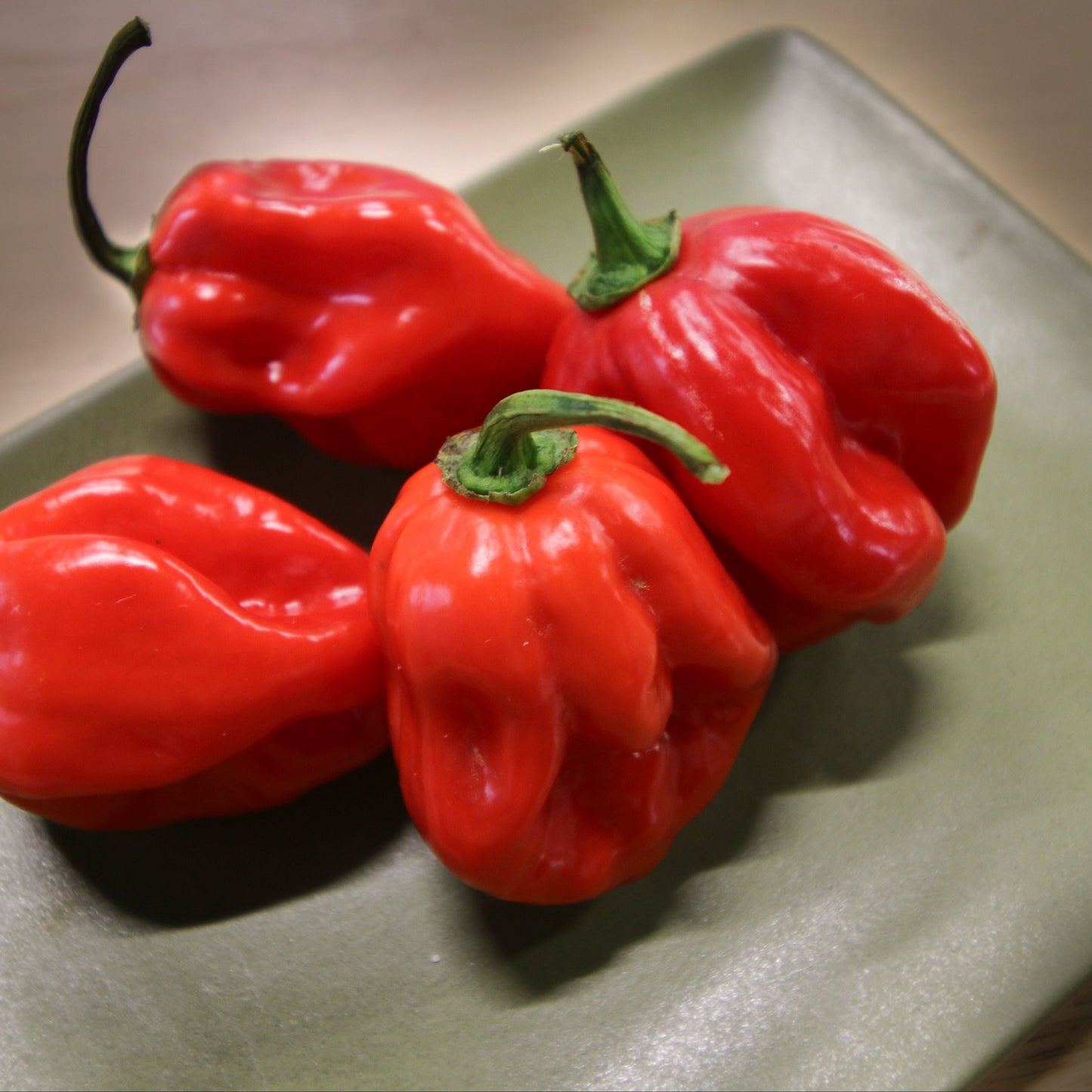 Caribbean Red Habanero Pepper
