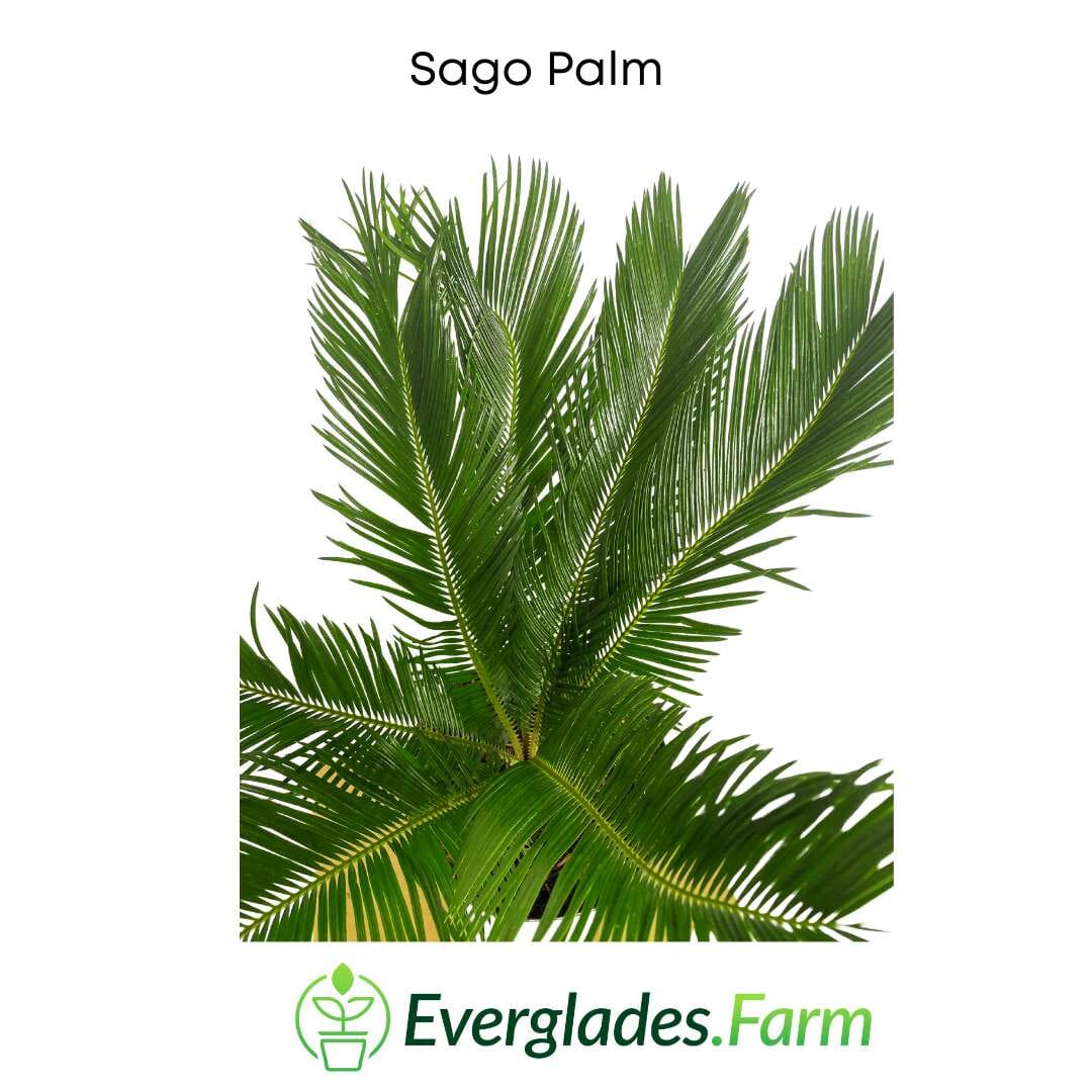 Sago Palm Tree in 3 gal container 3 feet tall