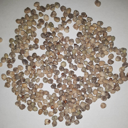 Seaside Hybrid Spinach Seeds