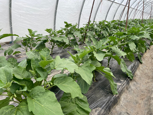 White Eggplant l Suzuki Farm l 2 pc