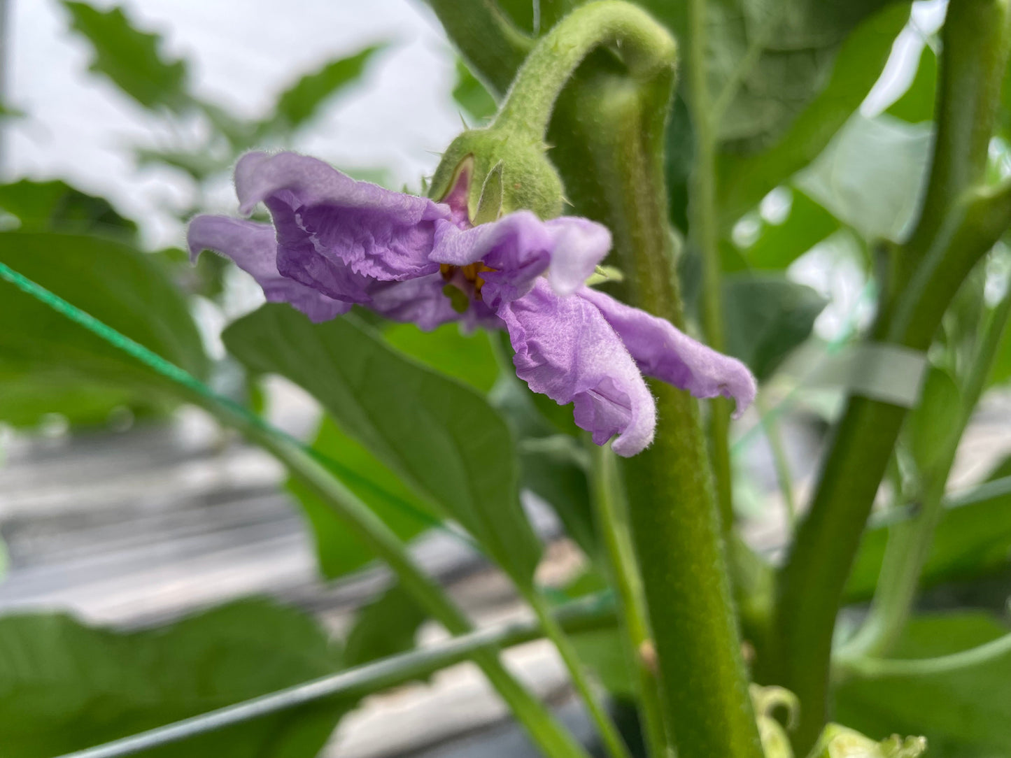 White Eggplant l Suzuki Farm l 2 pc