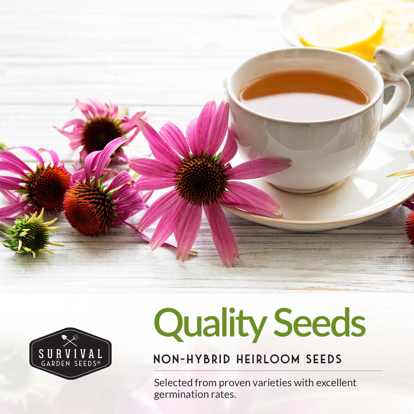 5 Flower Seed Collection - Hollyhock, Shasta Daisy, Coneflower (Echinacea), Marigold, Zinnia