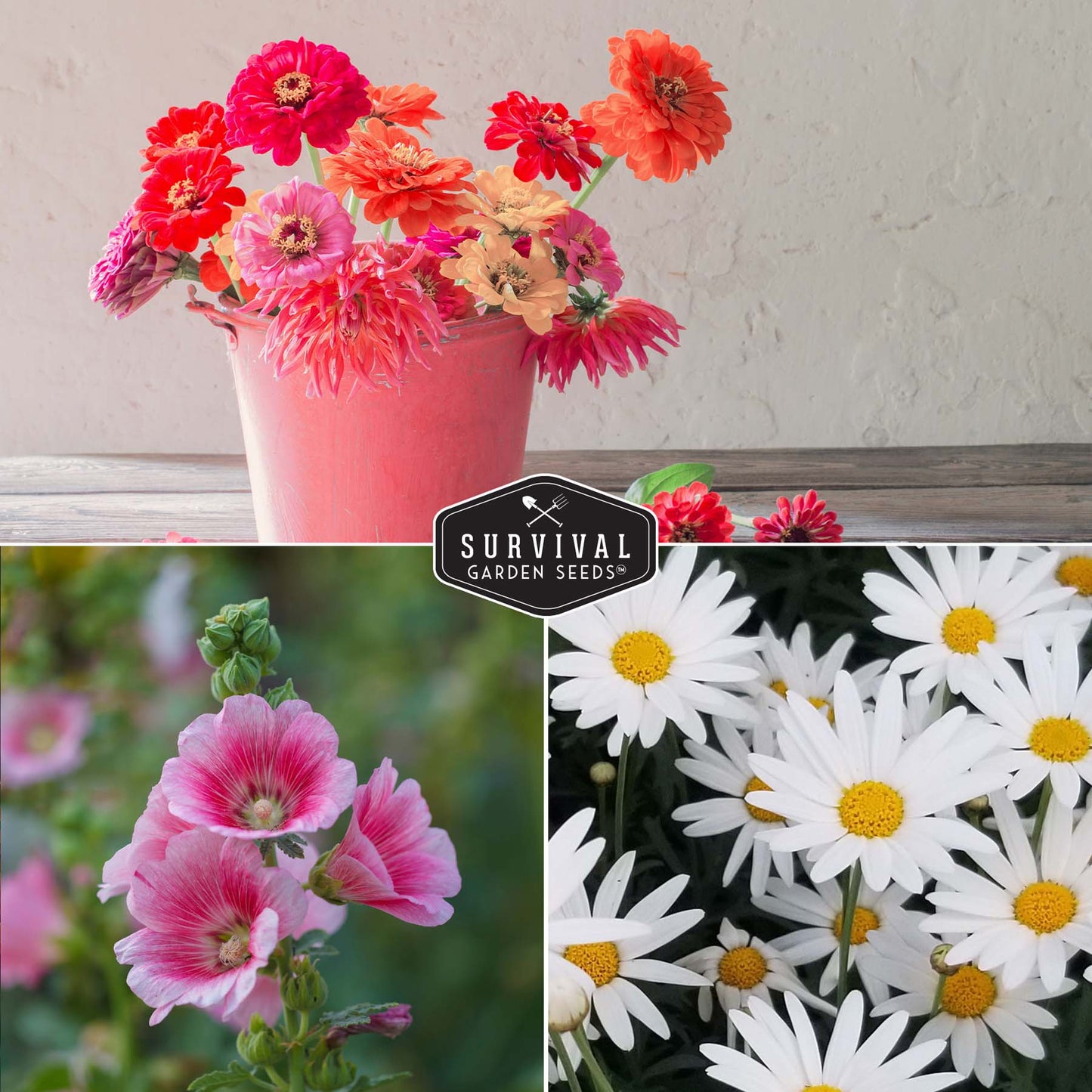 5 Flower Seed Collection - Hollyhock, Shasta Daisy, Coneflower (Echinacea), Marigold, Zinnia