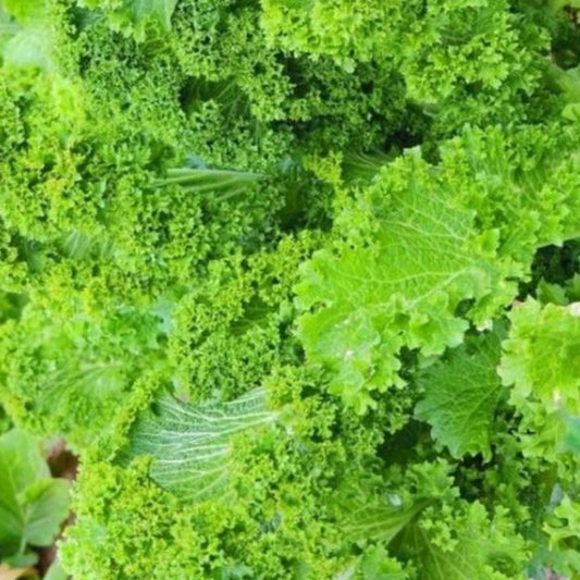 Southern Giant Curled Mustard Seeds