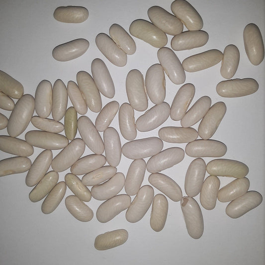 Strike Bush Green Bean Untreated and Treated Seeds