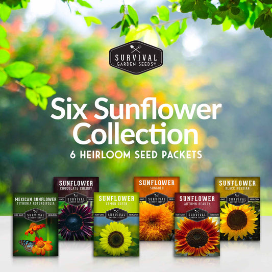 6 Sunflower Collection - A Rainbow of Colorful Sunflowers