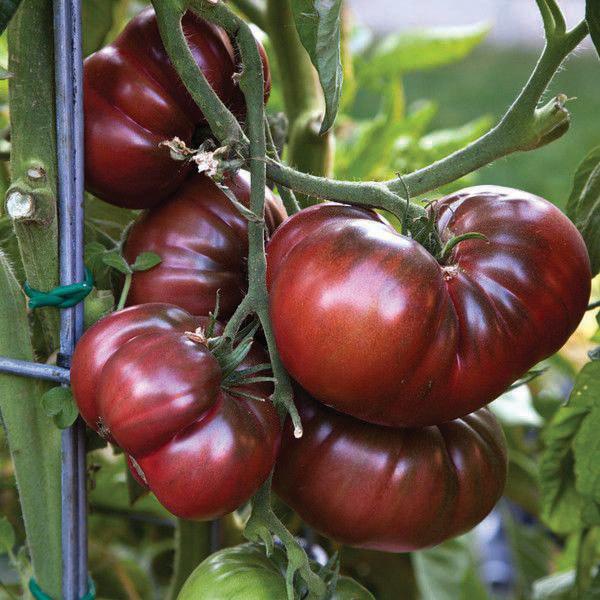 Black From Tula Tomato by MIgardener