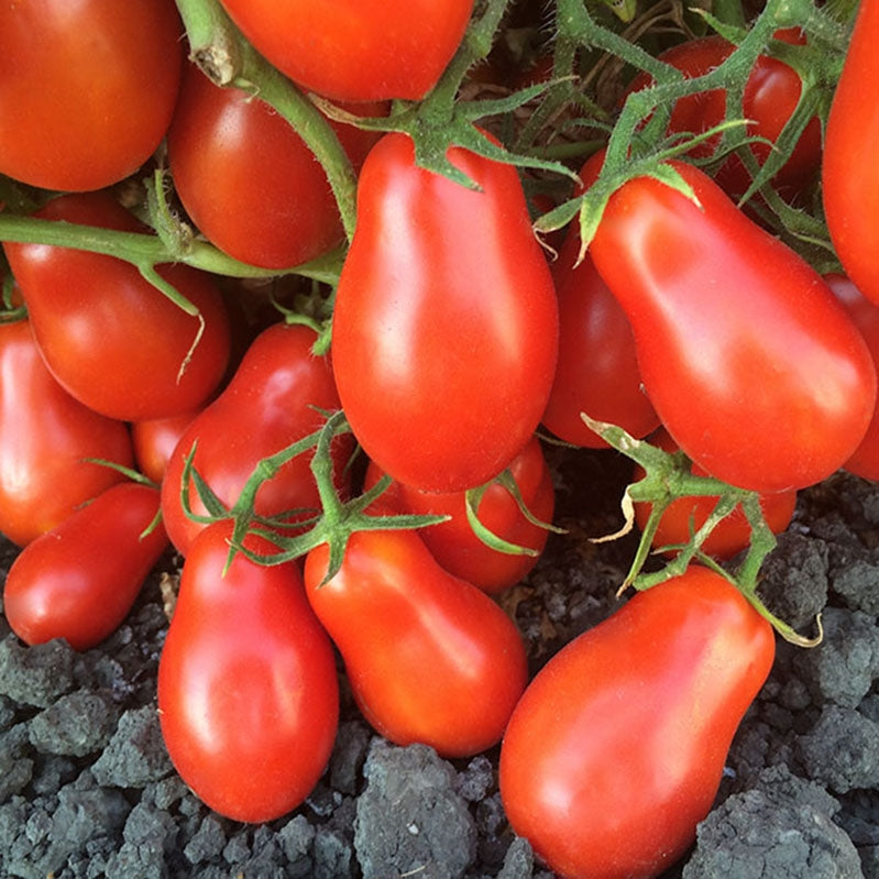Martino's Roma Tomato
