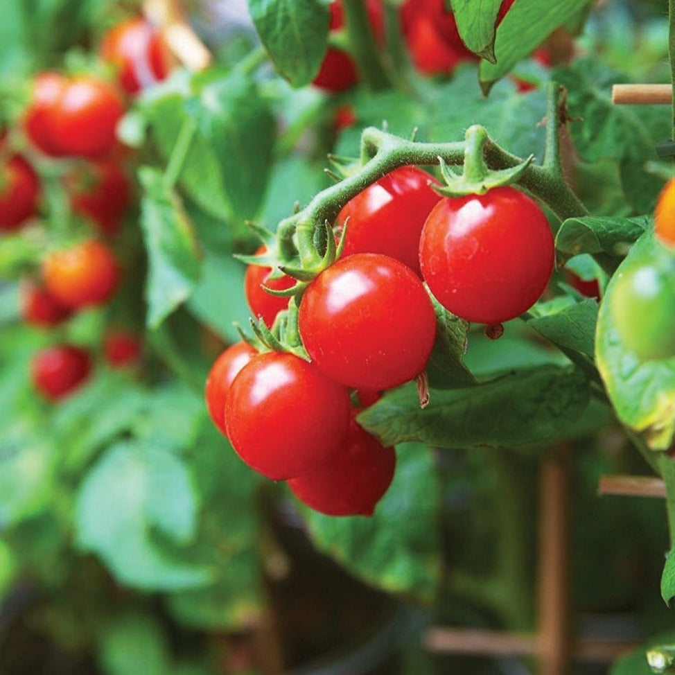 Tiny Tim Tomato by MIgardener