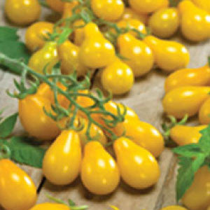 TOMATO Seeds, Yellow Pear