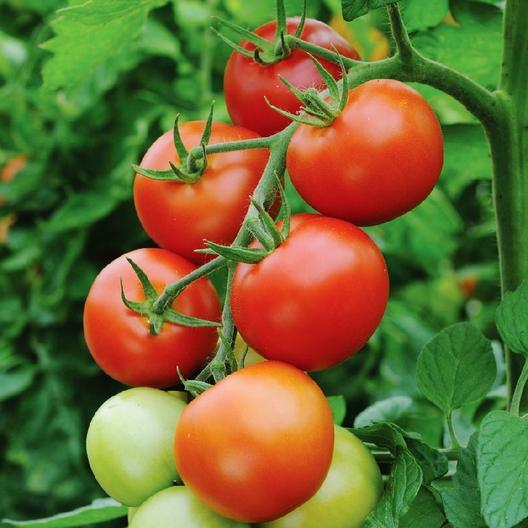 Early Cascade Tomato by MIgardener