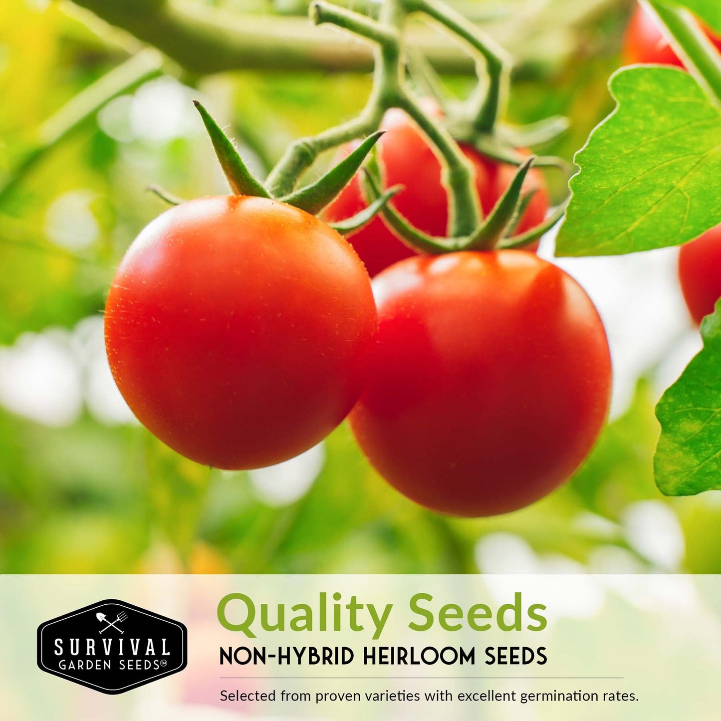 5 Tomato Collection - Cherokee Purple, Roma, Large Red Cherry, Great White, & Beefsteak