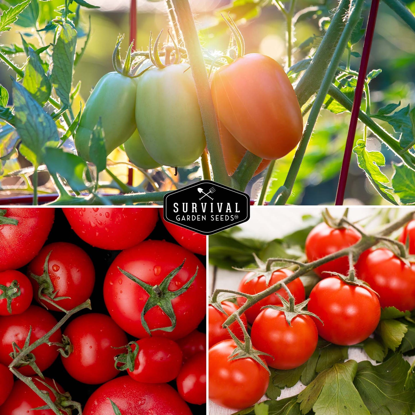 5 Tomato Collection - Cherokee Purple, Roma, Large Red Cherry, Great White, & Beefsteak