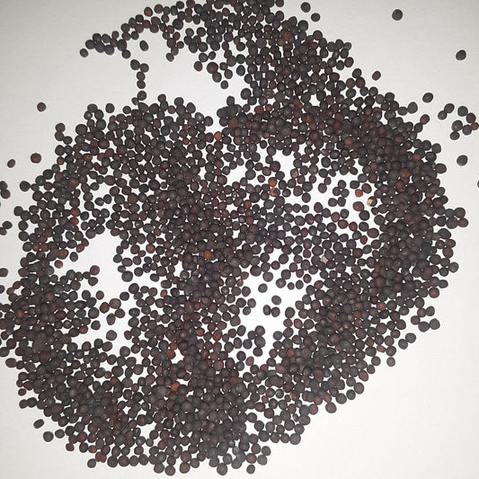 White Egg Heirloom Turnip Seeds