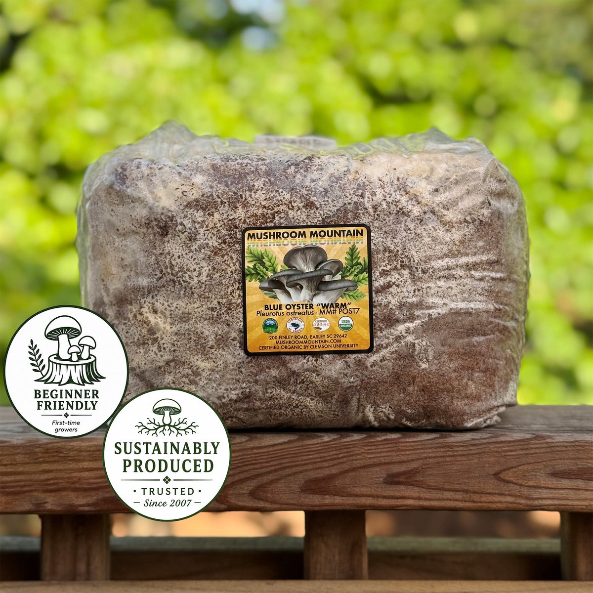 Oyster Mushroom Sawdust Spawn - (Pleurotus spp.) - 5lb
