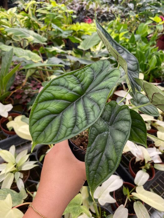 Alocasia Dragon Scale - Exotic Tropical Beauty | Rare Houseplant 4" pot