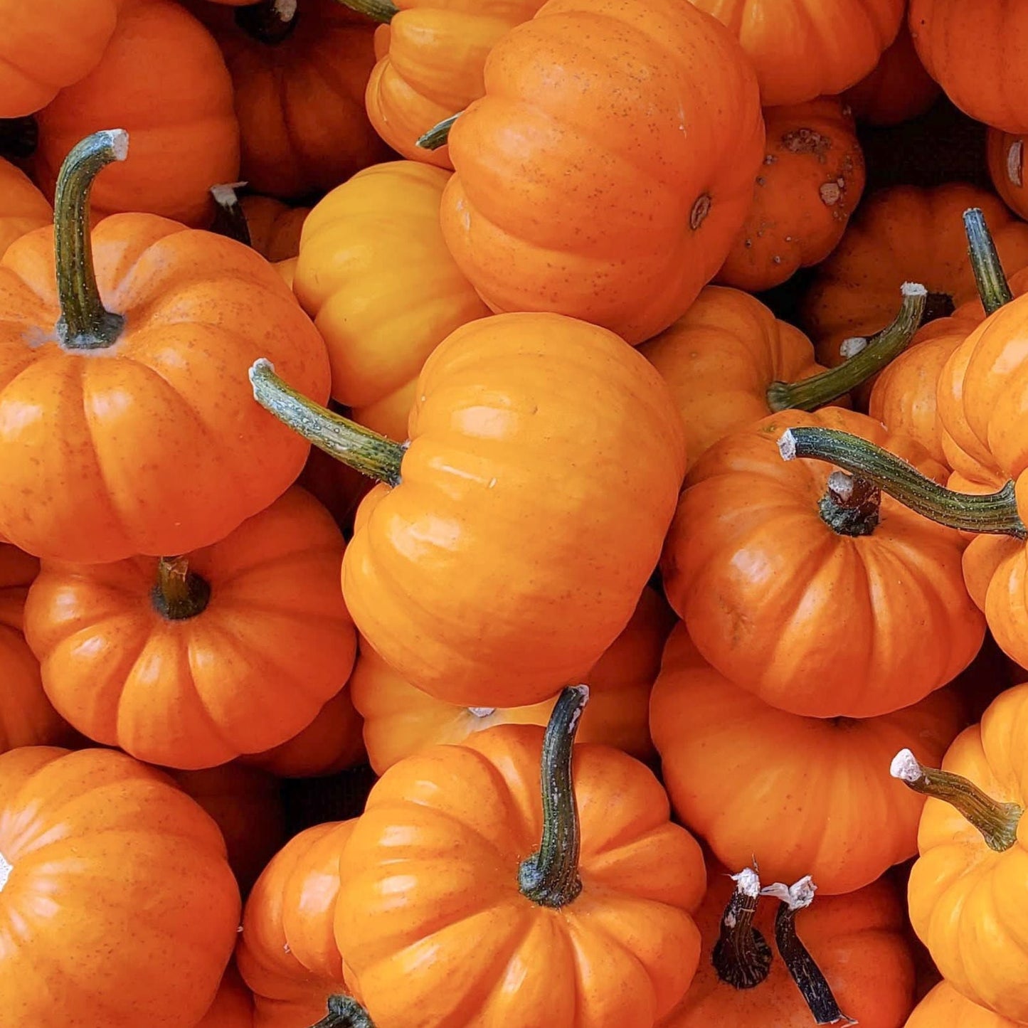 Jack Be Little Pumpkin