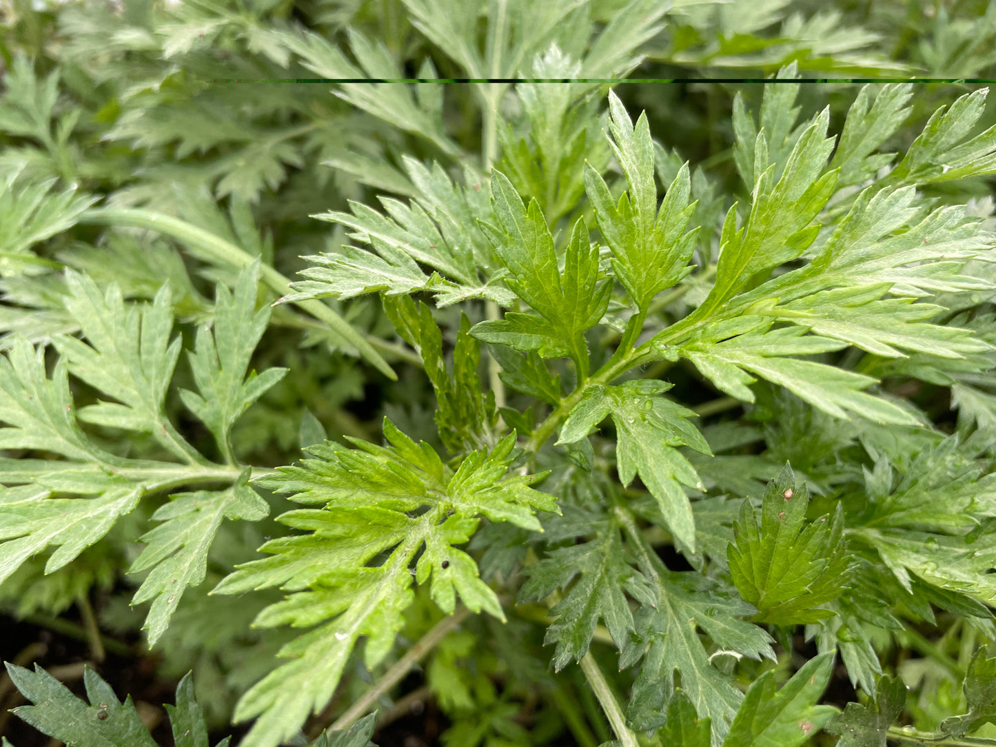 Yomogi (Japanese Mugwort) | Suzuki Farm | 0.5lb