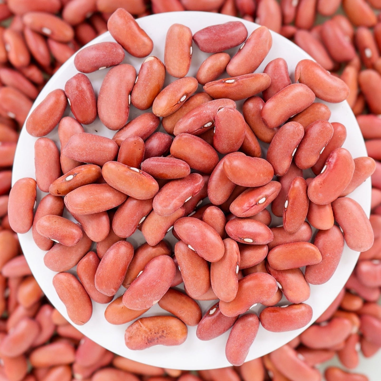 Light Red Kidney Bean (Bush)