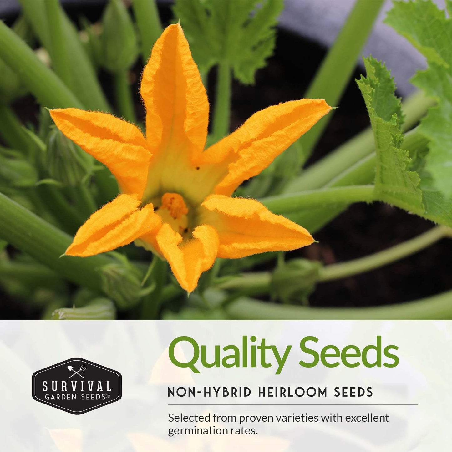 Zucchini & Squash Collection - Golden, Round, Black Beauty, Straight Neck Summer Squash