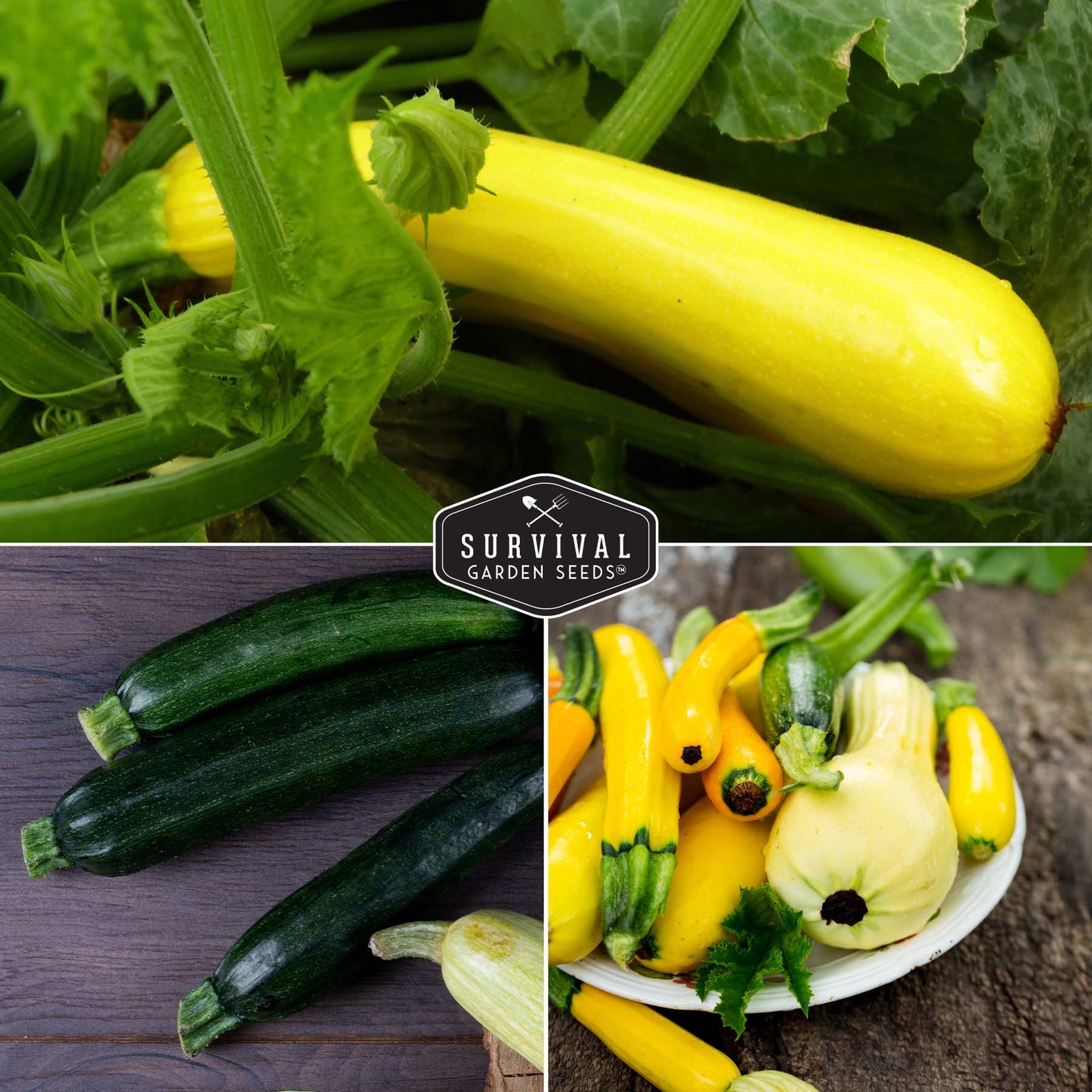 Zucchini & Squash Collection - Golden, Round, Black Beauty, Straight Neck Summer Squash