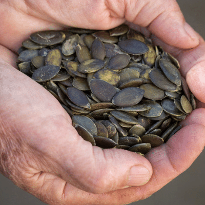 Styrian Pumpkin Seeds, Sprouted Organic