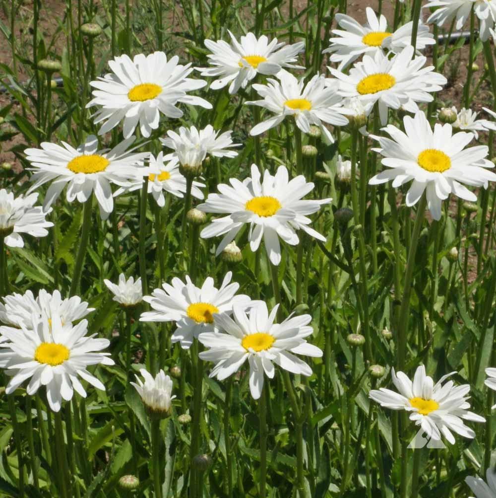 Shasta Daisy-Alaska by MIgardener