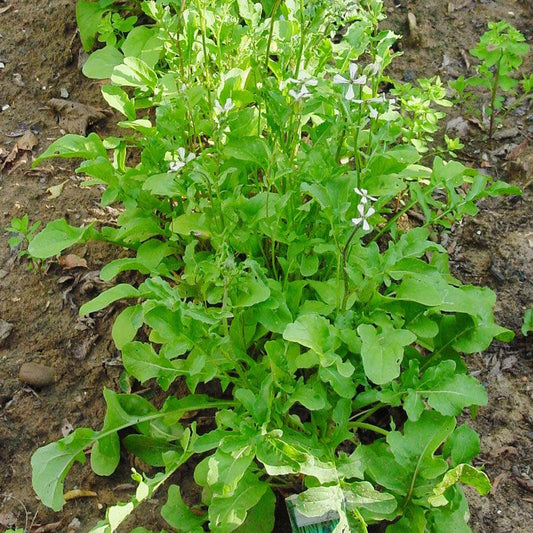 Arugula Greens Seeds (Organic)