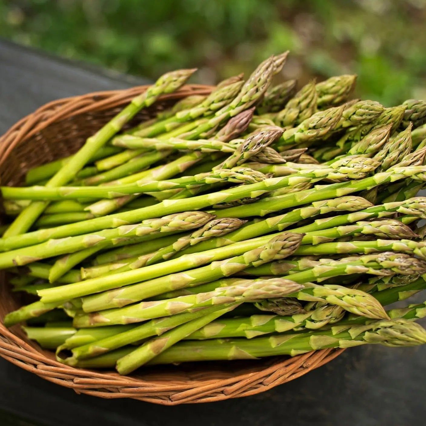 Asparagus Seeds - Mary Washington Asparagus