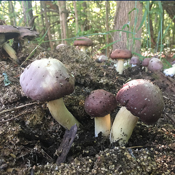 King Stropharia “Clemson” - Garden Giant - (Stropharia rugoso-annulata) - 5lb