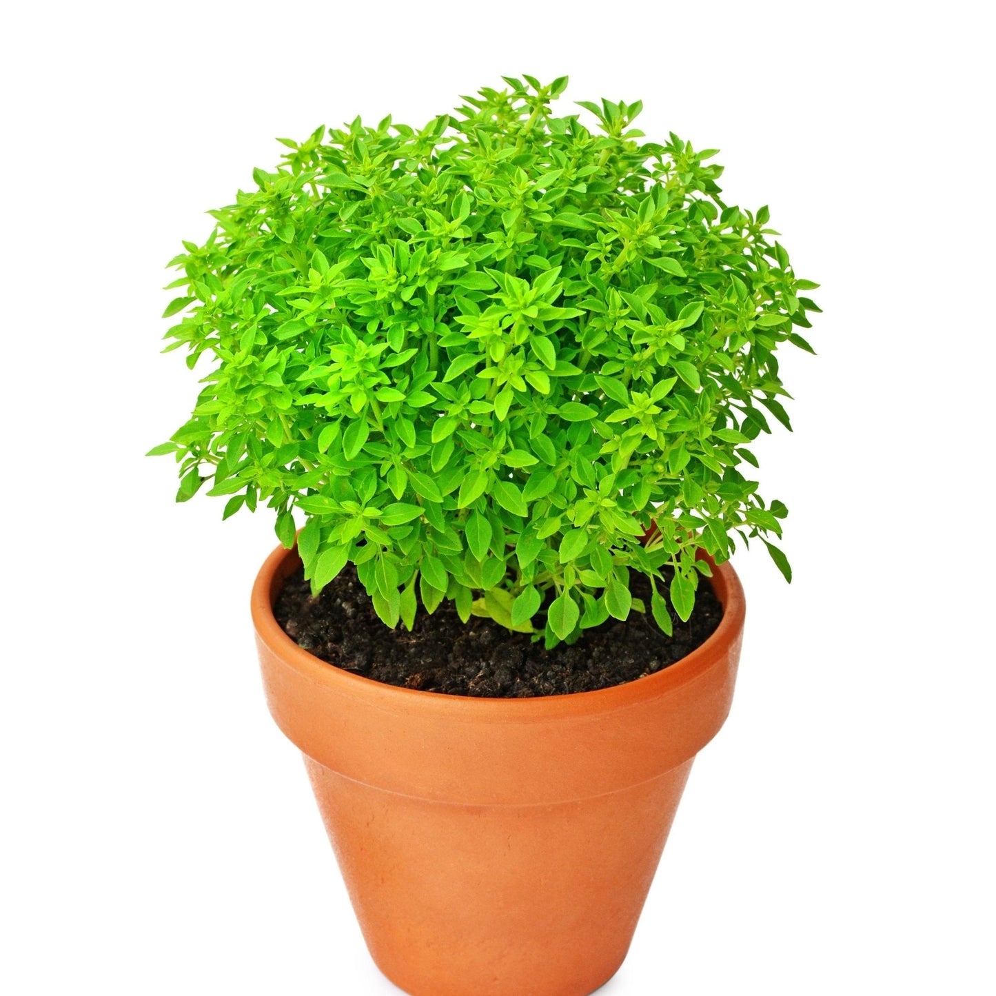 Basil Seeds - Piccolino Dwarf Greek