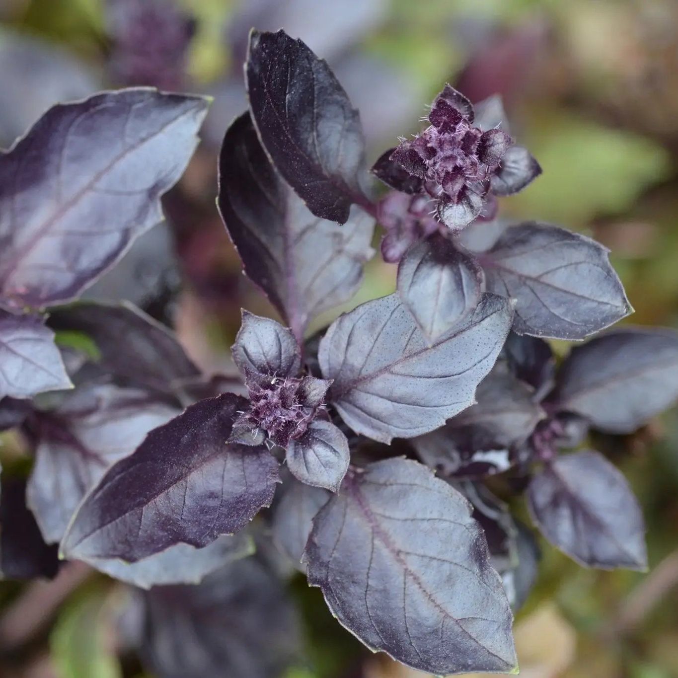 Basil Seeds - Purple Dark Opal Basil