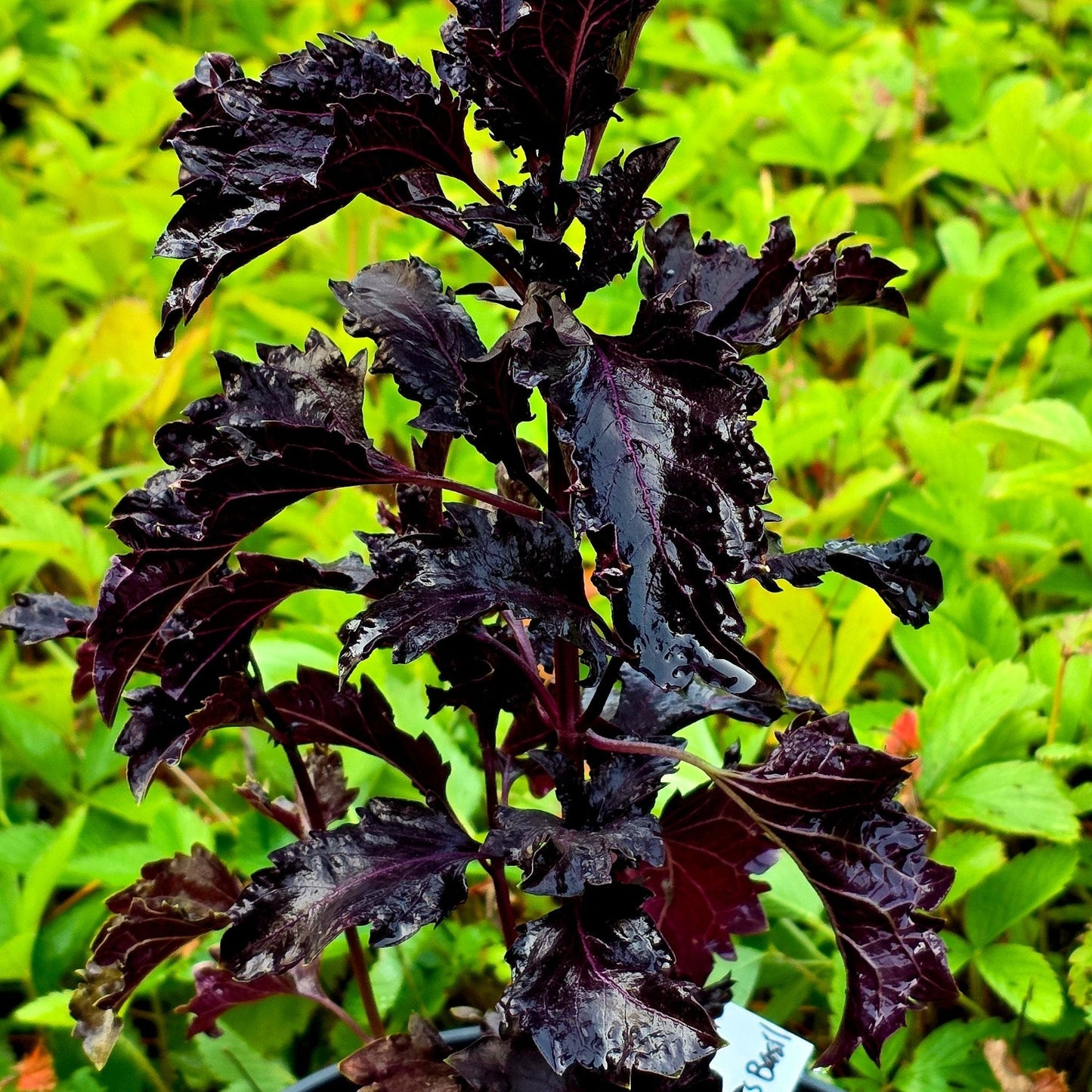 Basil Seeds - Purple Ruffles