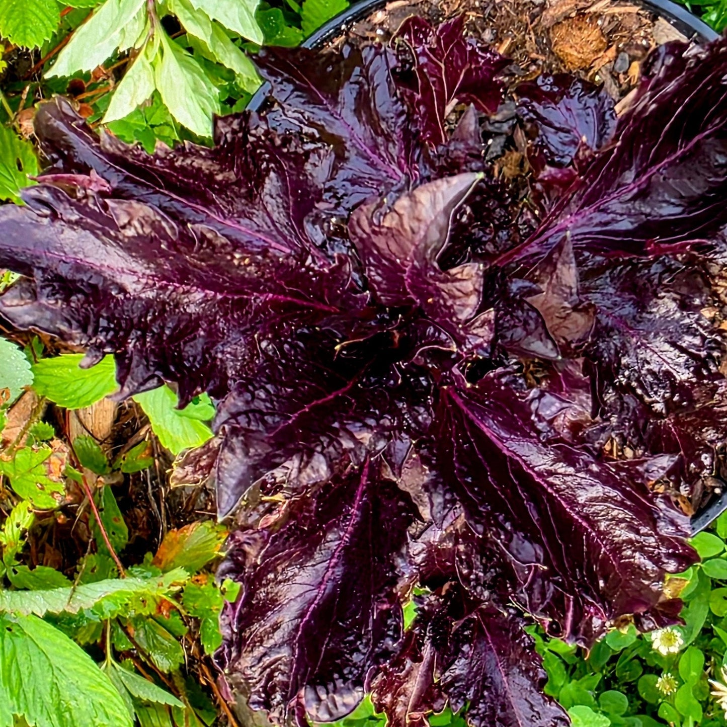 Basil Seeds - Purple Ruffles