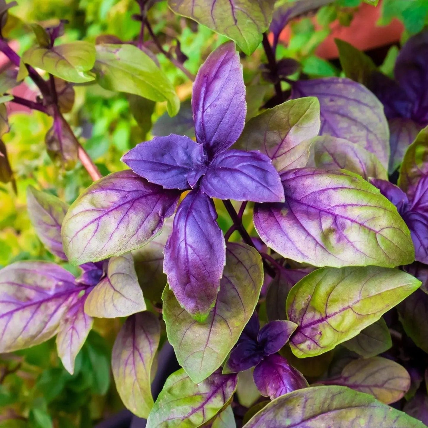 Basil Seeds - Red Rubin