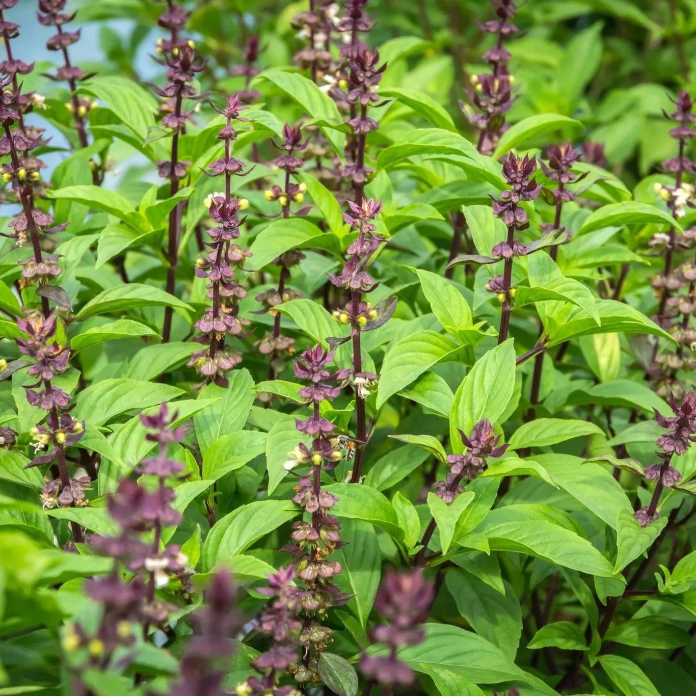 Basil Seeds - Sweet Thai