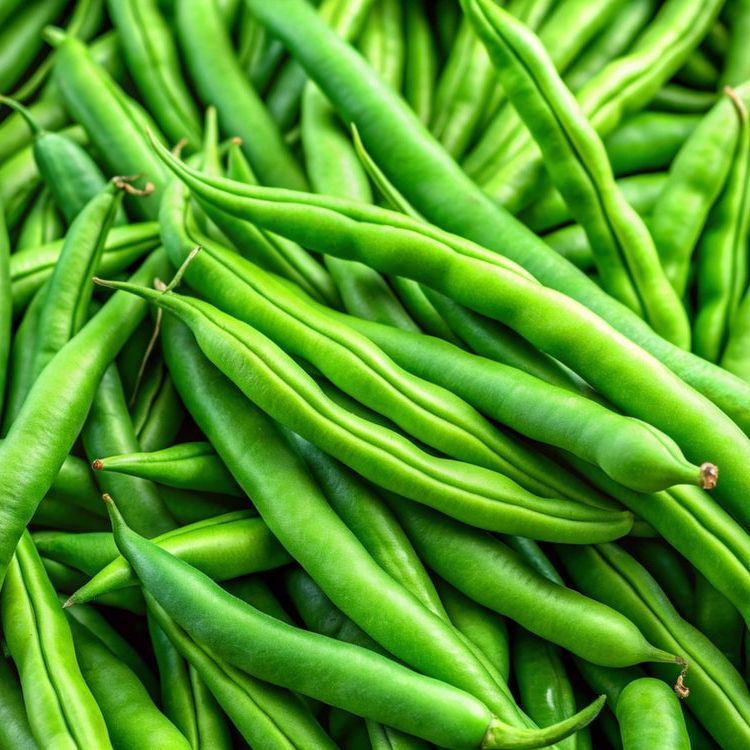 Bean Seeds - Pole - Blue Lake FM1K