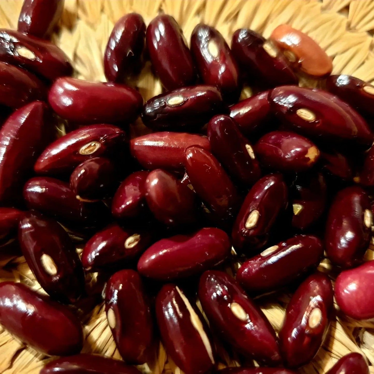 Bean Seeds - Bush - Provider