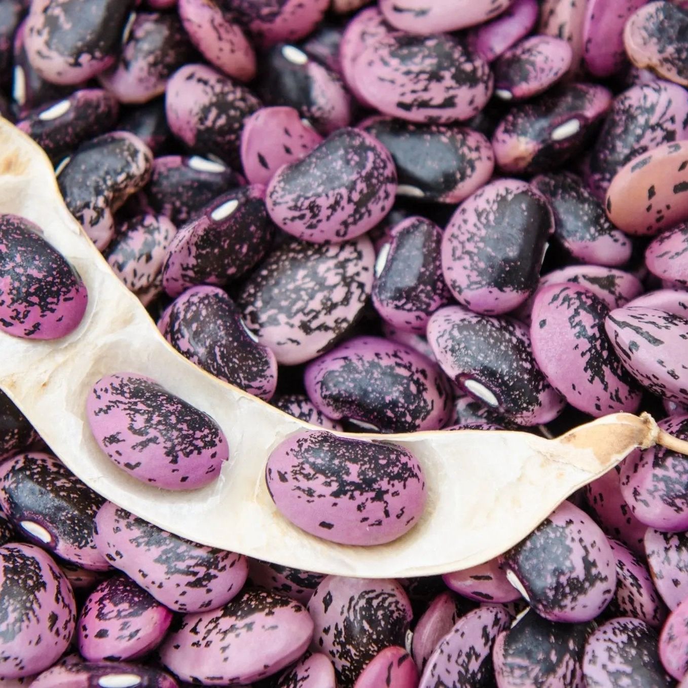 Bean Seeds - Pole - Runner - Bear Paw Runner