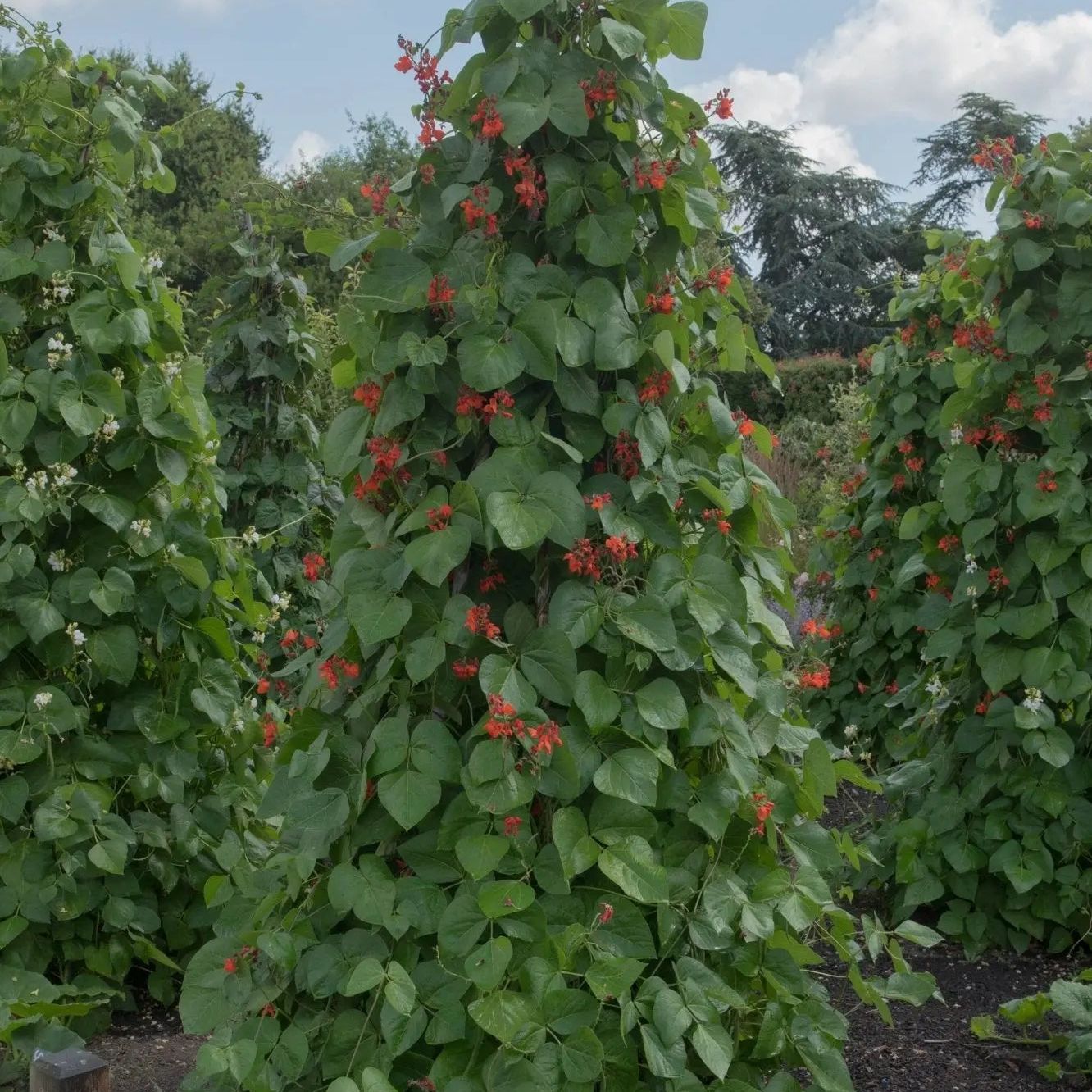 Bean Seeds - Pole - Runner - Bear Paw Runner