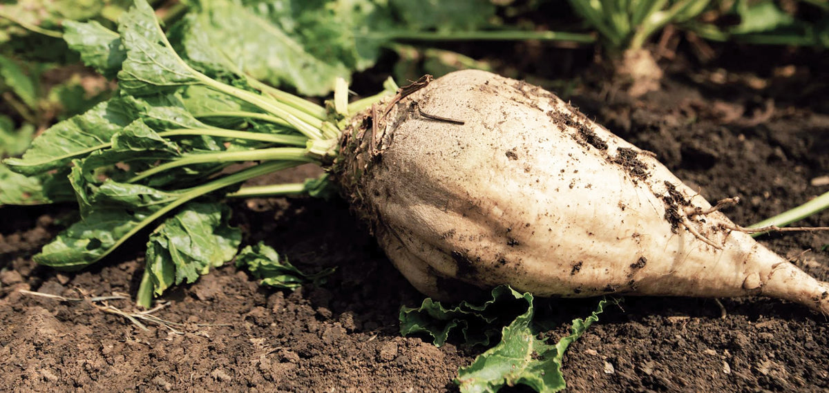 Sugar Beet by MIgardener